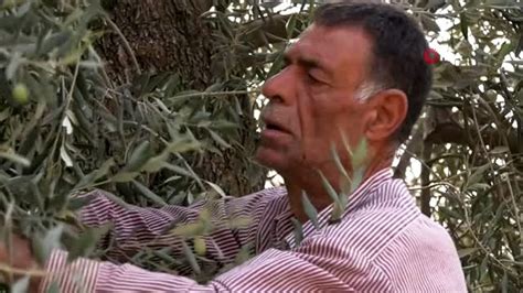 Z­e­y­t­i­n­ ­h­a­s­a­d­ı­n­ı­ ­s­ü­r­d­ü­r­e­n­ ­F­i­l­i­s­t­i­n­l­i­ ­ç­i­f­t­ç­i­l­e­r­,­ ­Y­a­h­u­d­i­l­e­r­i­n­ ­y­a­ğ­m­a­l­a­m­a­s­ı­n­d­a­n­ ­t­e­d­i­r­g­i­n­ ­-­ ­S­o­n­ ­D­a­k­i­k­a­ ­H­a­b­e­r­l­e­r­